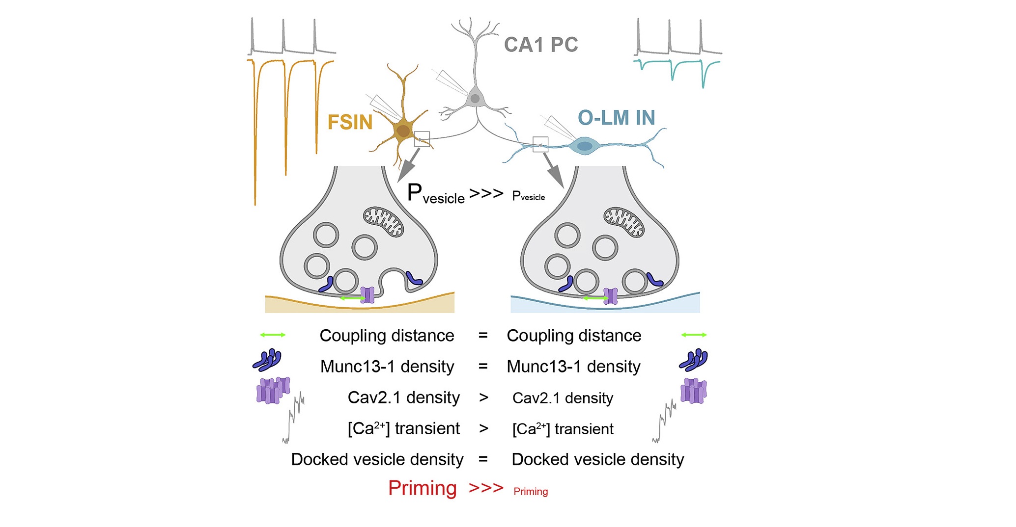 Our new in vitro sudy is out in Neuron diakép