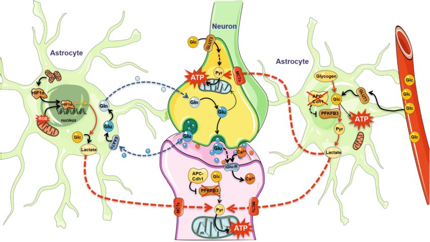 Az astroglia két funkciójának: táplálás (jobbra) és ingerület átvivő anyag (balra) visszatáplálás ábrája. A gliasejt tejsavval táplálja az idegsejtet, annak axonját és denritjét. Ugyanakkor a szinaptikus résből eltávolítja a GABAt és a glutamátot, majd azt inaktív formában, glutaminként adja vissza.