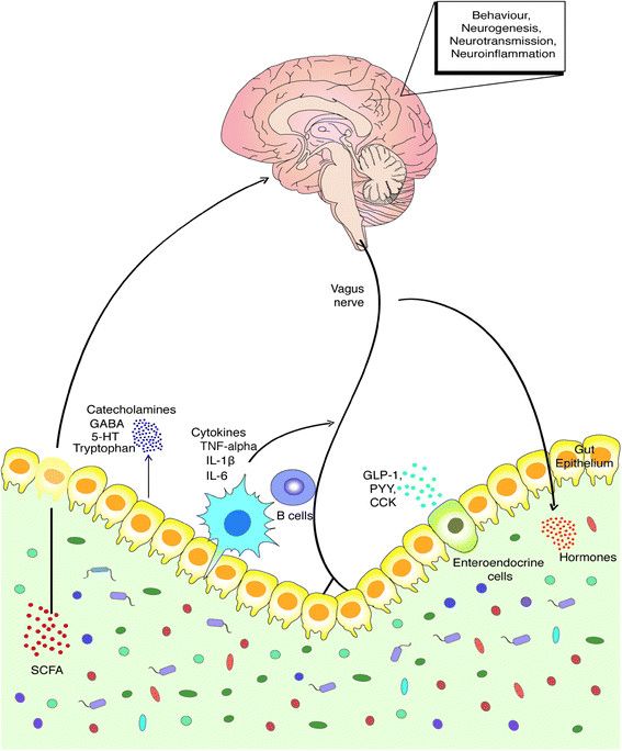 A mikrobióta-bél-agy tengely kulcsfontosságú kommunikációs útvonalai. Számos útvonal létezik, amelyeken keresztül a bélrendszerünkben élő baktériumok jelezhetnek az agynak. Ezeken a kommunikációs útvonalakon keresztül a mikrobióta-bél-agy tengely olyan központi élettani folyamatokat szabályoz, mint az idegsejtek közötti jelátvitel, az idegsejtek képződése, az idegrendszeri gyulladások és a neuroendokrin jelátvitel. A bélmikrobióta károsodása  mindezen folyamatok változásához vezethet. A bélmikrobióta változását figyelték meg neuropszichiátriai betegségekben, ami magyarázatot adhat az ezekre az állapotokra jellemző viselkedési rendellenességekre. A folyamatokban az alábbi jelátvivő anyagok játszanak szerepet: 5-HT szerotonin, CCK kolecisztokinin, GABA γ-aminovajsav, GLP glükagonszerű peptid, IL interleukin, PYY peptid YY, TNF tumor nekrózis faktor.