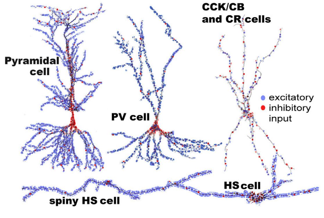 Serkentő (kék) és gátló (piros) bemenetek eloszlása a hippokampusz alapvető sejttípusain.