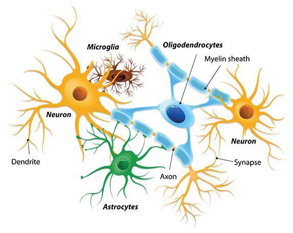 Az idegsejteket gondozó 3 gliasejt-típus rajza. Zöld a tápláló asztrocita, kék az axont szigetelő oligodenrocita és barna a rendre vigyázó mikroglia.