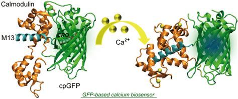 A GCaMP kiméra fehérje szerkezete és működése.