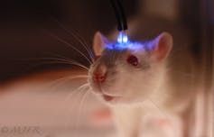 Kísérleti patkány fejére szerelt száloptikai kábellel, melyen keresztül lézerfénnyel kapcsolható az opszint kifejező agyterület.